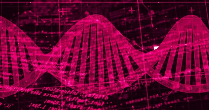 Animating stylized magenta DNA double helix flowing across dark data plane, revealing gridlines - Powered by Adobe