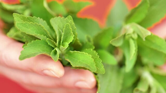 Stevia Sprigs in Hand.Green Natural Sweetener.Stevia rebaudiana. 4k footage