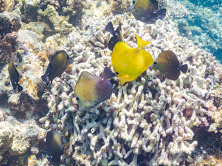 Obraz premium ゴマハギ, Twotone tang, Zebrasoma scopas, ニザダイ科, 美しいサンゴ礁と熱帯魚の群れ。 安室島沖縄県 島尻郡慶良間諸島座間味島-2025 サンゴの産卵があり卵が漂う。沖縄本島から40km西方の諸島。30以上の島嶼群全体が国立公園に指定。珊瑚礁の青い海と白い砂浜は世界屈指の美。貴重な動植物が多数生息。 