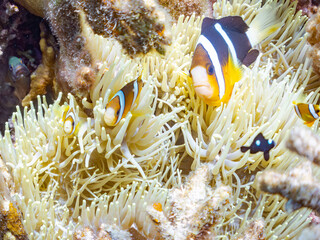 クマノミ, Yellowtail clownfish, Clark's Anemonefish, Amphiprion clarkii, クマノミ亜科,
ミツボシクロスズメダイ, Threespot dascyllus, Dascyllus trimaculatus, スズメダイ科 
美しいサンゴ礁と熱帯魚の群れ。
安室島沖縄県
島尻郡慶良間諸島座間味島-2025
サンゴの産卵があり卵が漂う。沖縄