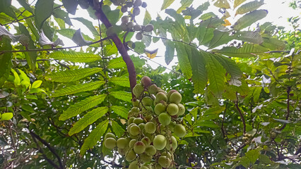 a picture of pometia pinnata or matoa fruit seen from below