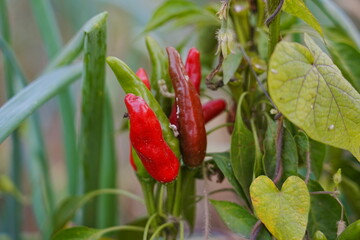 Red and green millet chili peppers