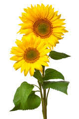 Fototapeta premium Two sunflowers in bouquet isolated on white background. Sun symbol. Flowers yellow, agriculture. Seeds and oil. Flat lay, top view. Bio. Eco. Creative