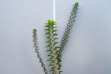 Alluaudia procera (or Madagascar ocotillo) plants. Alluaudia procera is a succulent, spiny, deciduous tree growing up to 15 metres tall.