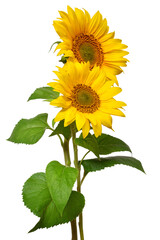 Obraz premium Two sunflowers in bouquet isolated on white background. Sun symbol. Flowers yellow, agriculture. Seeds and oil. Flat lay, top view. Bio. Eco. Creative