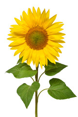 Obraz premium Sunflower isolated on white background. Sun symbol. Flowers yellow, agriculture. Seeds and oil. Flat lay, top view