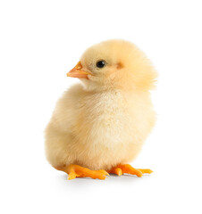 Obraz premium Cute little chick on white background