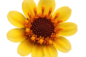Yellow flower macro close-up with brown center and bright petals against a transparent background