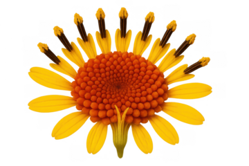 Yellow and orange composite flower with an inverted arrangement of petals and prominent stamens on a transparent background