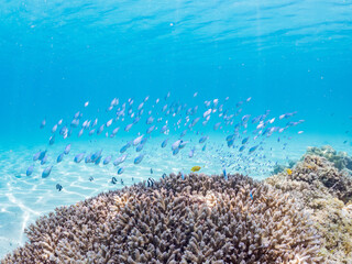 デバスズメダイ, Blue green damselfish, Chromis viridis, Blue green chromis,...