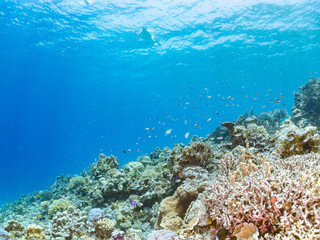 ハナゴイ, Purple queen, Amethyst anthias, Pseudanthias pascalus, ハタ科,
デバスズメダイ, Blue green damselfish, Chromis viridis, Blue green chromis, スズメダイ科,
美しいサンゴ礁と熱帯魚の群れ。
安室島沖縄県
島尻郡慶良間諸島座間味島-2025
サンゴの産卵があり卵が漂う。沖縄