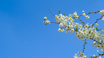 ユキヤナギの白い花
