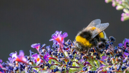 Vibrant colours of a bee on a purple bush. Macro