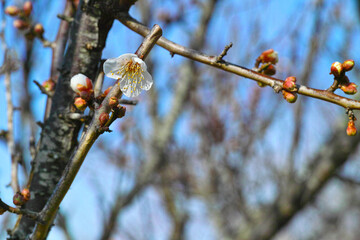 青空に咲く白梅とつぼみ | 晩冬から早春の田浦梅林