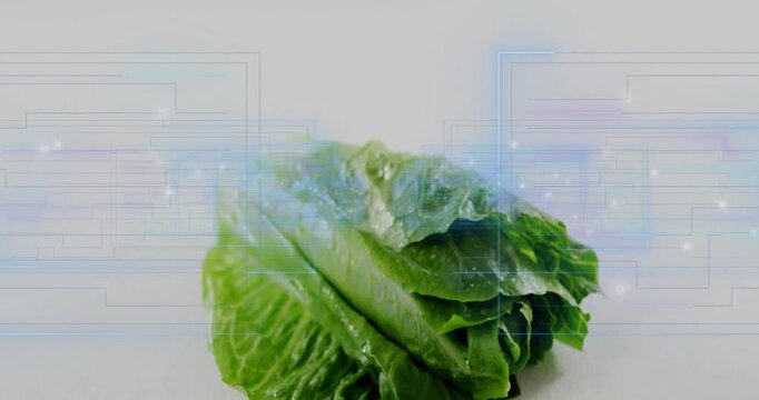 Blue holo clusters appearing, green lettuce head emerging, circuit grid shimmering for product demo