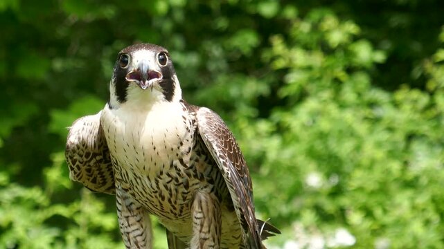 Peregrine falcon making gasping mouth motion