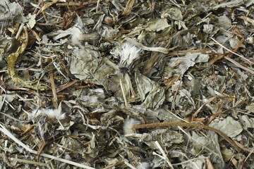 Full frame of dried dandelion herb.