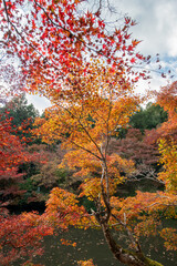 Colorful autumn leaves in Entsuji temple in Tamba, Hyogo, Japan