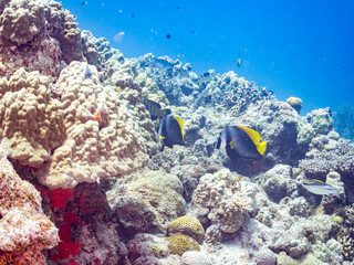 シマハタタテダイ, Singular bannerfish, Heniochus singularius, チョウチョウウオ科,
美しいサンゴ礁と熱帯魚の群れ。
安室島沖縄県
島尻郡慶良間諸島座間味島-2025
サンゴの産卵があり卵が漂う。沖縄本島から40km西方の諸島。30以上の島嶼群全体が国立公園に指定。珊瑚礁の青い海と白い砂浜は世界屈指の美。貴重な動植物が多数生息。
