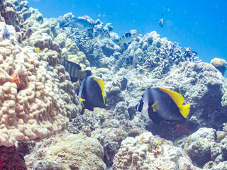 シマハタタテダイ, Singular bannerfish, Heniochus singularius, チョウチョウウオ科,
美しいサンゴ礁と熱帯魚の群れ。
安室島沖縄県
島尻郡慶良間諸島座間味島-2025
サンゴの産卵があり卵が漂う。沖縄本島から40km西方の諸島。30以上の島嶼群全体が国立公園に指定。珊瑚礁の青い海と白い砂浜は世界屈指の美。貴重な動植物が多数生息。
