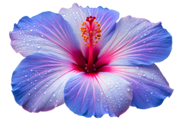 Stunning Close-Up of a Blue and Purple Hibiscus Flower with Water Droplets, Isolated on a White Background for Design or Decoration