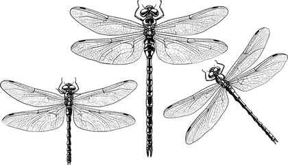 Three detailed black and white line art illustrations of dragonflies on a white background