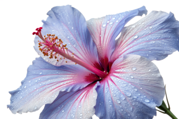 Close-up of a delicate light blue and pink hibiscus flower with water droplets on its petals, isolated on a crisp white background, showcasing intricate details