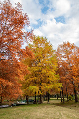 Bald cypress (Taxodium distichum) in Ono park, Sanda, Hyogo prefecture, Japan in autumn