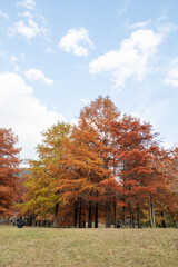 Bald cypress (Taxodium distichum) in Ono park, Sanda, Hyogo prefecture, Japan in autumn