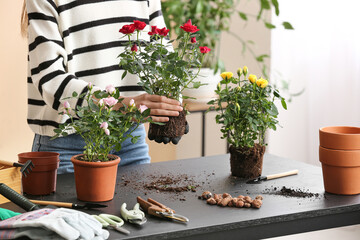 Woman repotting beautiful rose plant at home. Closeup