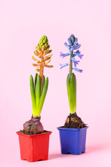 Beautiful hyacinth plants in pots on pink background