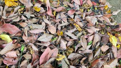 Dry and decaying autumn leaves in varied colors and textures densely scattered across the forest floor.