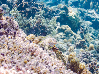 セダカギンポ, Leopard blenny, Exallias brevis, イソギンポ科,
美しいサンゴ礁と熱帯魚の群れ。
嘉比島沖縄県
島尻郡慶良間諸島座間味島-2025
サンゴの産卵があり卵が漂う。沖縄本島から40km西方の諸島。30以上の島嶼群全体が国立公園に指定。珊瑚礁の青い海と白い砂浜は世界屈指の美。貴重な動植物が多数生息。
