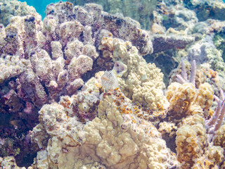 セダカギンポ, Leopard blenny, Exallias brevis, イソギンポ科,
美しいサンゴ礁と熱帯魚の群れ。
嘉比島沖縄県
島尻郡慶良間諸島座間味島-2025
サンゴの産卵があり卵が漂う。沖縄本島から40km西方の諸島。30以上の島嶼群全体が国立公園に指定。珊瑚礁の青い海と白い砂浜は世界屈指の美。貴重な動植物が多数生息。
