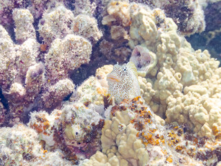 セダカギンポ, Leopard blenny, Exallias brevis, イソギンポ科,
美しいサンゴ礁と熱帯魚の群れ。
嘉比島沖縄県
島尻郡慶良間諸島座間味島-2025
サンゴの産卵があり卵が漂う。沖縄本島から40km西方の諸島。30以上の島嶼群全体が国立公園に指定。珊瑚礁の青い海と白い砂浜は世界屈指の美。貴重な動植物が多数生息。
