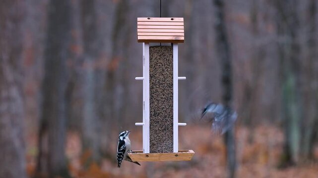 Female Downy Woodpecker (Dryobates pubescens) feeding on a tall hopper-style bird feeder. Close-up wildlife footage showing detailed plumage and natural behavior in a backyard setting. Filmed in Wisco