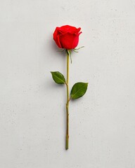 Single Red Rose on Gray Speckled Background