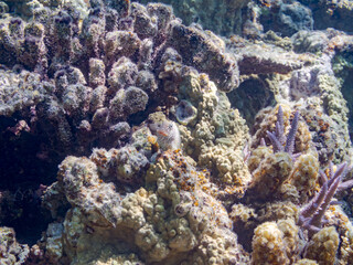 セダカギンポ, Leopard blenny, Exallias brevis, イソギンポ科,
美しいサンゴ礁と熱帯魚の群れ。
嘉比島沖縄県
島尻郡慶良間諸島座間味島-2025
サンゴの産卵があり卵が漂う。沖縄本島から40km西方の諸島。30以上の島嶼群全体が国立公園に指定。珊瑚礁の青い海と白い砂浜は世界屈指の美。貴重な動植物が多数生息。
