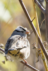 A detailed close portrait of a white-crowned sparrow highlighting its distinctive crown pattern
