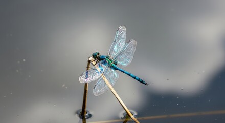 A vibrant blue dragonfly perches on a dried stem above reflective water. Its wings are translucent, capturing the light