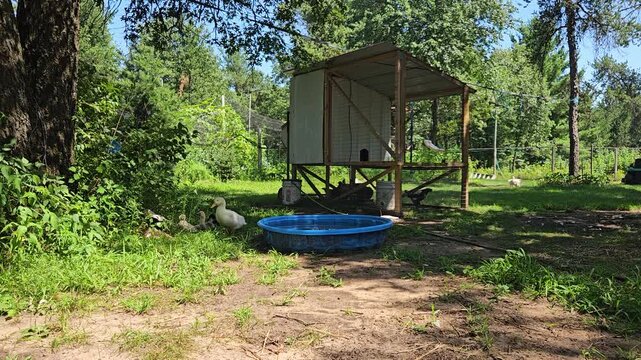 Mobile chicken coop with few hens inside while cage free ducklings or young ducks relaxing in shadow under tree after taking first bath in baby pool