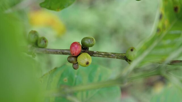 Discovering coffee plantations and how coffee beans are grown