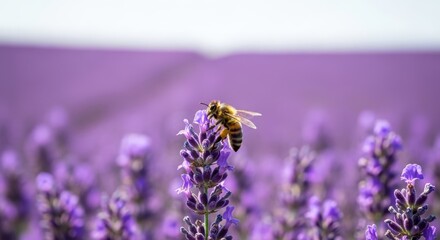 A bee gathers nectar on a lavender flower amidst a vast, purple field bathed in sunlight