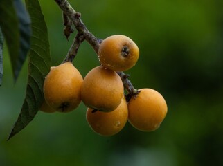 Loquat fruits on a green branch