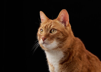 A ginger cat with open eyes looks up attentively. Captured in mid-pose against clean dark background.
