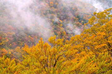霧湧く紅葉の山肌