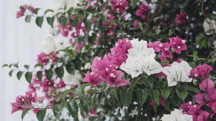 Vibrant bougainvillea blooms fill the scene, showcasing rich pink and pure white petals. The colorful flowers contrast beautifully with their green foliage on a sunny day in a tropical setting.