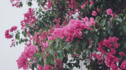 Bright pink bougainvillea flowers cascade over lush green leaves, creating a vibrant scene against a white wall on a sunny afternoon. The garden feels lively and inviting.