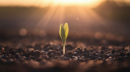 A small green plant emerges from the dark soil, glistening in the warm sunlight of dawn. The background features a blurred landscape, creating a serene atmosphere of growth and new beginnings.