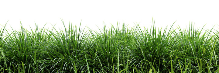 Green grass isolated on transparent background 3d rendering png